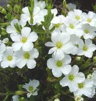 Jardin pour tous:Sabline - Le pot de 10,5 cm