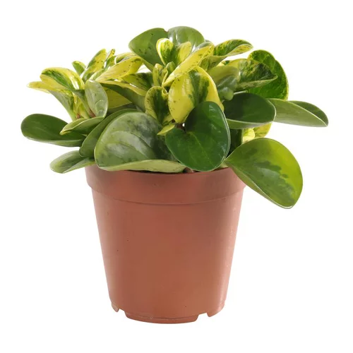 Adapté à l’extérieur：Peperomia obtusifolia panaché 25 cm. Le pot de 15 cm