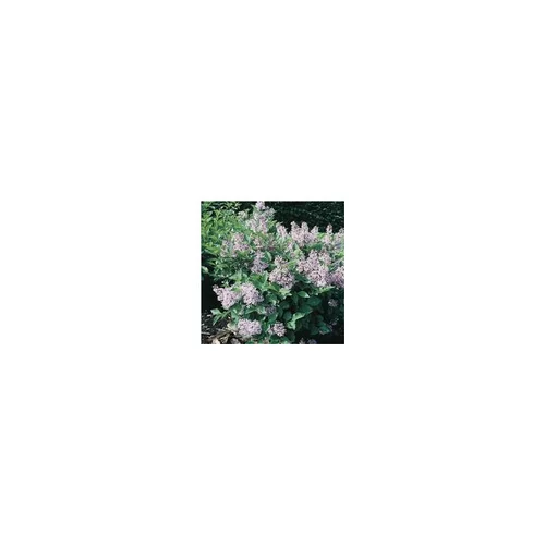 Pour mieux équiper vos extérieurs:Syringa Patula Miss Kim - Pot de 5L