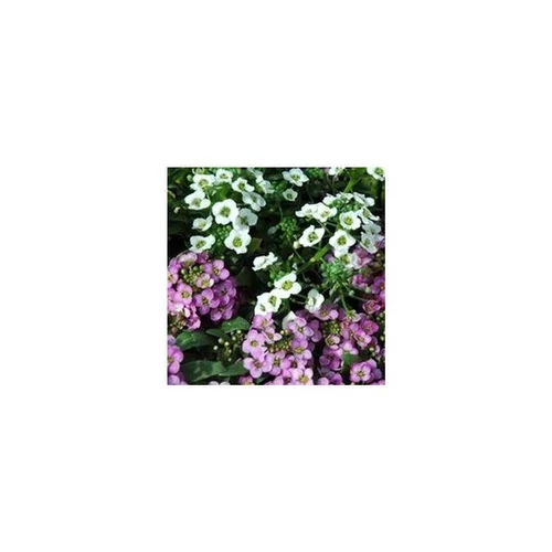 Parfait au jardin:Alysse odorante - La suspension diam 27 cm