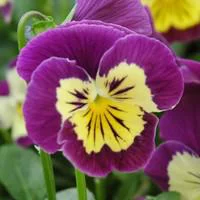Idée jardin：Viola Cornuta - Le pot de 1 litre