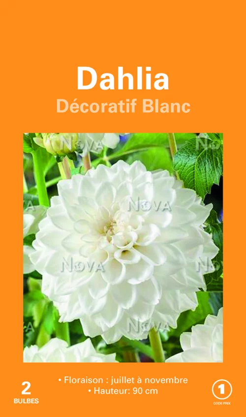 Sélection jardin：Bulbes de fleurs Dahlia décoratif blanc botanic® – 2 bulbes