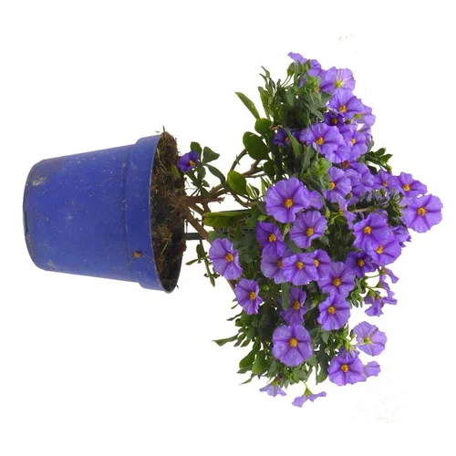 Jardin utile:Solanum Rantonnetii - Le pot de 1 litre