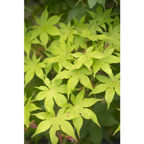 Idéal pour vos extérieurs：Erable du Japon (ACER PALAMATUM OZAKAZUKI ) Le pot de 110 litres