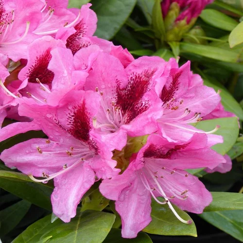 Pour vos moments au jardin：Rhododendron nain varié 20/30. Le pot de 3 litres