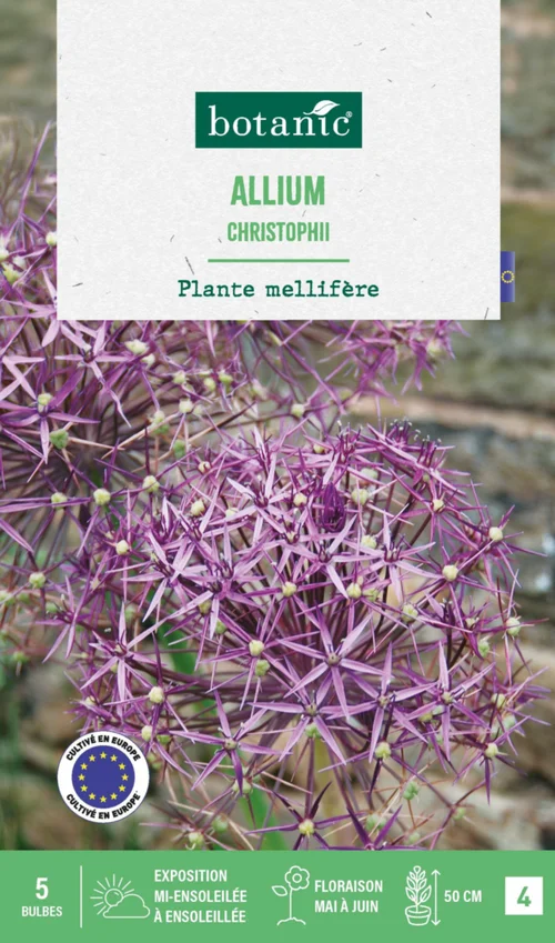 Pour vos espaces verts：Allium christophii botanic® - 5 bulbes