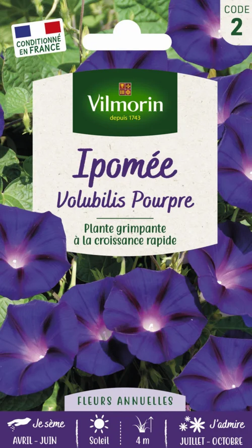 Bien pensé extérieur:Ipomée Volubilis Pourpre Vilmorin - graines à semer