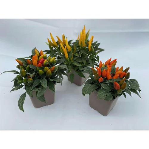 Le compagnon du jardin：Piment décoratif - Le pot de 10.5 cm