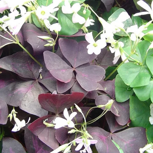 Pour mieux profiter de l’extérieur:Oxalis rose - Le pot de Ø 13 cm
