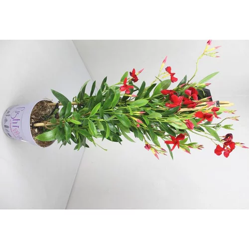 Fonctionnel au jardin：Dipladénia Fushion Tokyo Pyramide - Le pot de 3 litres