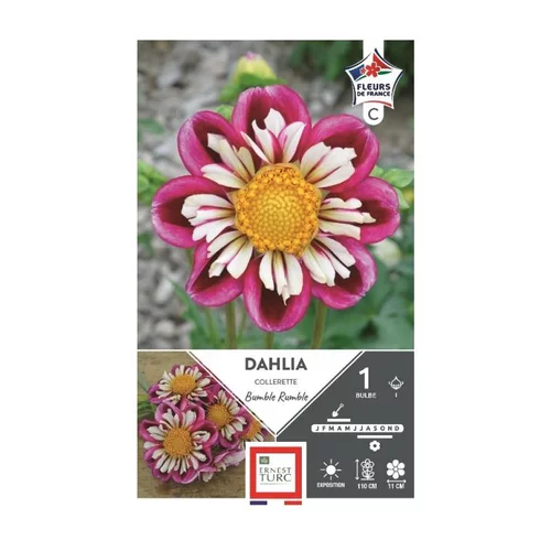 Nature facile:Dahlia collerette Bumble Rumble fuchsia Ernest Turc - 1 bulbe
