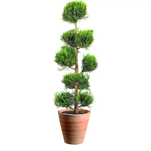 Confort pour le jardin:Cyprès de Leyland Castelwelland Gold en pot de 14 L