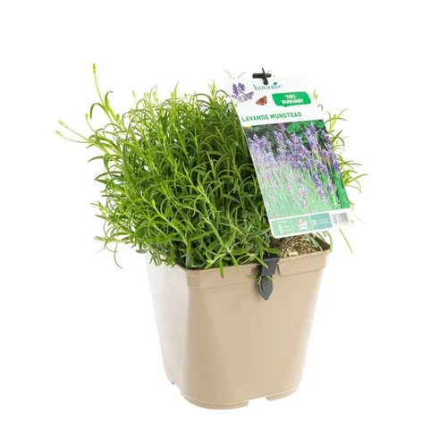 Jardin au quotidien：Lavande Angustifolia Munstead à fleurs violettes. Le pot de 3 litres