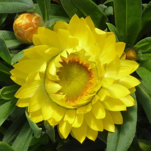 Pour transformer votre jardin：Immortelle ou Hélichryse à fleurs multicolores - Le pot Ø 10 cm
