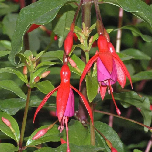 Parfait au jardin：Fuchsia bernisser hardy rose en pot de 2 L