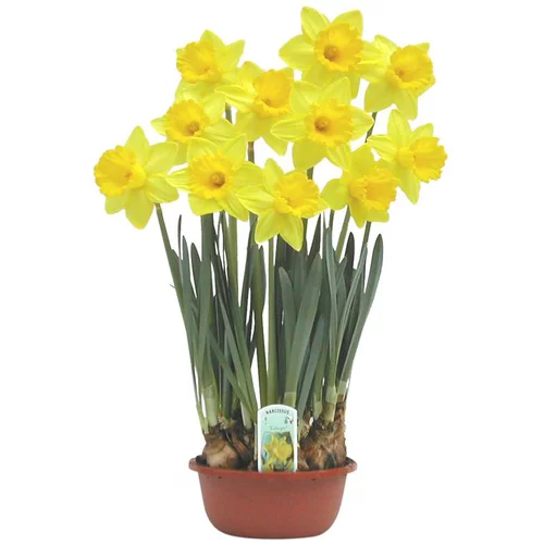 À adopter pour l’extérieur：Narcisse - La coupe de 16 cm