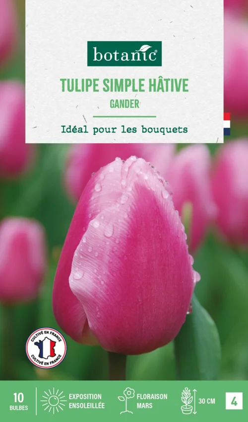 Esprit jardin：Tulipe simple hative gander botanic® - 10 bulbes