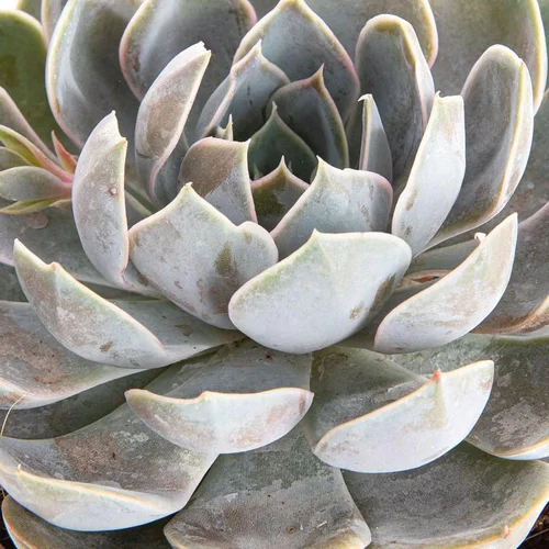 Pour simplifier vos extérieurs:Echeveria au feuillage gris - Le pot de 0,5 litre