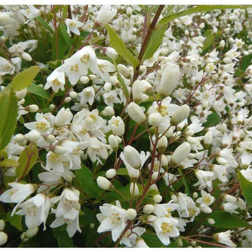 À découvrir pour l’extérieur：Deutzia. Le pot de 4 litres