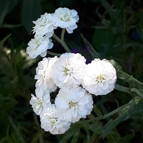 Pour valoriser votre jardin：Achillea Ptarmica Peter Cottontail (Blanc). Le pot de 4 litres