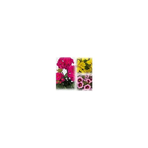 Mieux dehors:Mélange estival fuchsia et jaune - Le pack de 6 plants