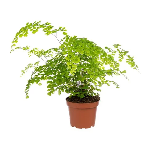 Une idée pratique pour le jardin：Adiantum fragrans. Le pot Ø 12 cm