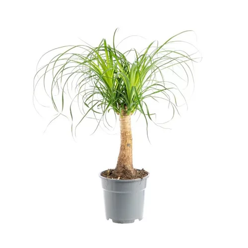 Adapté à votre jardin：Beaucarnea coupe Ø19xH50 cm