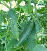 Pour plus de praticité au jardin:Cornichon Bio. La barquette de 6 plants