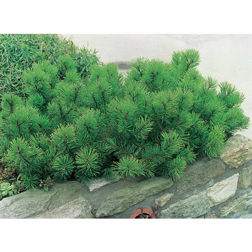 Nature pratique:Pin Mugo Mughus - pot 15 L