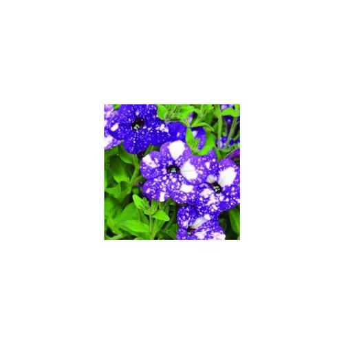 Inspiration jardin:Pétunia à massifs bleu nuit - Le pot de 1 litre