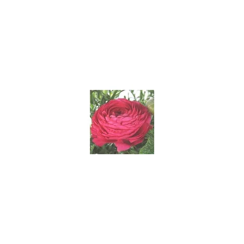 Une sélection pour le jardin:Renoncule à fleurs doubles - La coupe de 27 cm