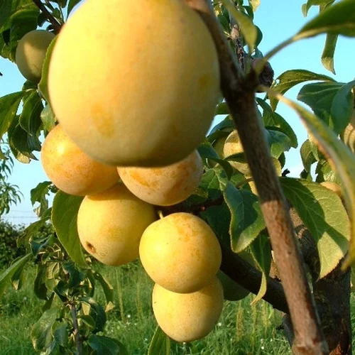 Jardin et solutions:Prunier Reine Claude De Bavay. Le pot de 10 litres forme gobelet