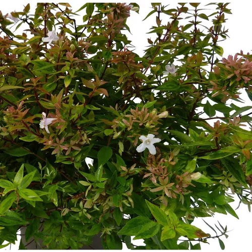 Idée au jardin:Abélia Grandiflora Kaleidoscope touffe. Le pot de 7,5 litres