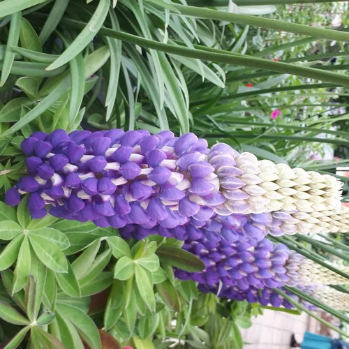 Vie au jardin：Lupin - Le pot de 7,5 litres
