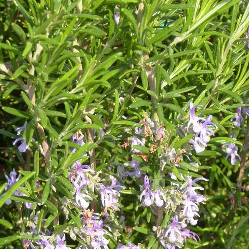 Pour donner du style au jardin:Romarin ou Rosmarinus Officinalis forme touffe. Le pot de 3 litres