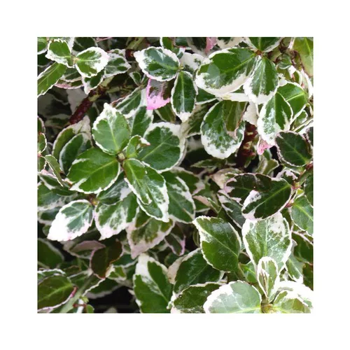 Jardin & maison:Fusain Emerald Gaiety vert. Le pot de 10 litres
