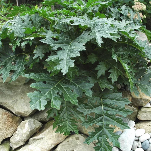 Extérieur confort：Acanthe à feuilles molles. Le pot de 4 litres