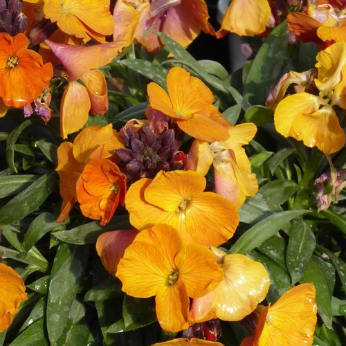 Pratique pour le jardin：Fausse-Giroflée Rysi 'Copper' - Le pot de 2 litres
