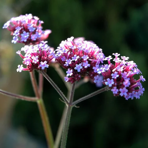 Jardin à vivre:Verveine de Buenos Aires - Le pot de 2,5 litres