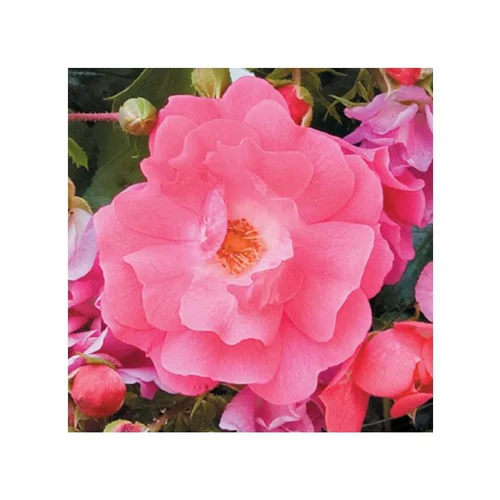 Jardin et déco:Rosier emera rose avec pot bleu de 5 L