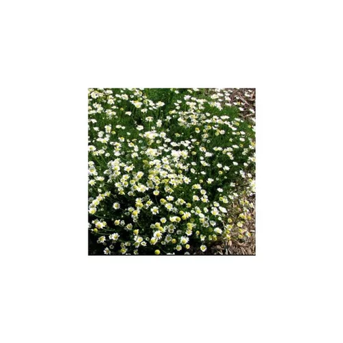 Accessoire pour le jardin：Matricaria Tchinatchewii - La barquette de 6 plants