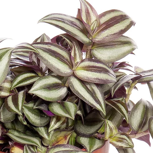 Votre jardin：Tradescantia - Le pot de 2 litres