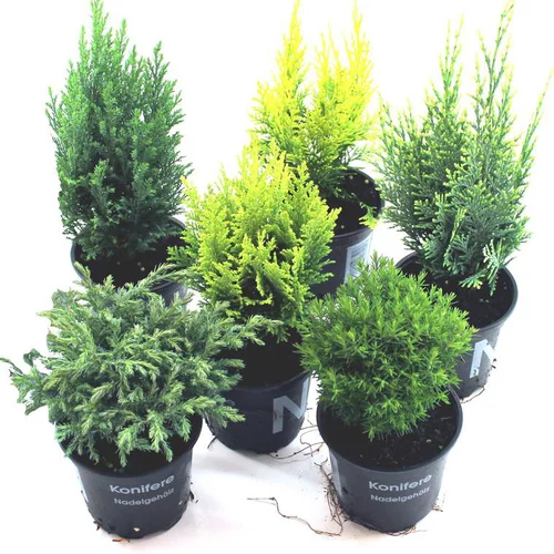Jardin moderne：Conifères variés - Le pot de 10,5 cm