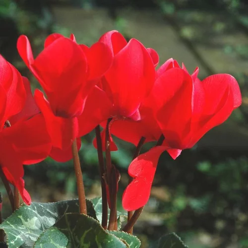 Équipement au jardin：Cyclamen à grandes fleurs - Le pot terre cuite de 20 cm