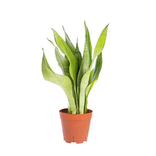 Un atout pour le jardin:Sansevieria Moonshine pot Ø14xH50 cm