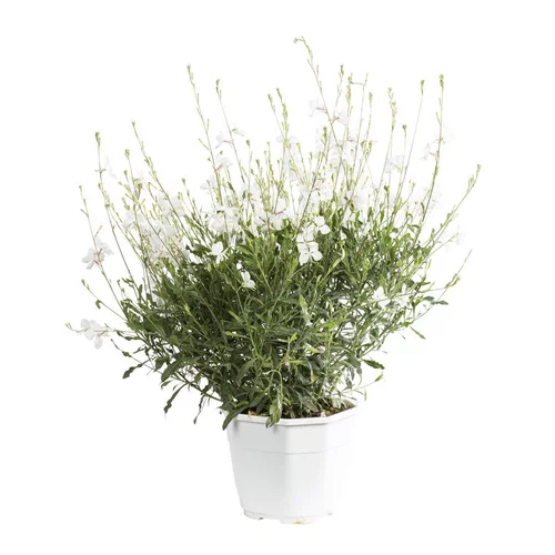 Jardin et confort：Gaura Lindheimeri - Le pot de 3 litres