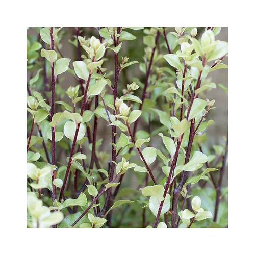 Pour tous jardins:Pittosporum tenuifolium green elf en pot de 3 litres