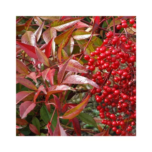 À avoir pour l’extérieur：Bambou Céleste rouge. Le pot de 7,5 litres, 40/60 cm