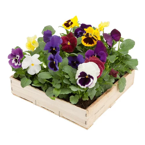 Pour personnaliser vos extérieurs：Pensée à grandes fleurs - La cagette de 16 mottes.