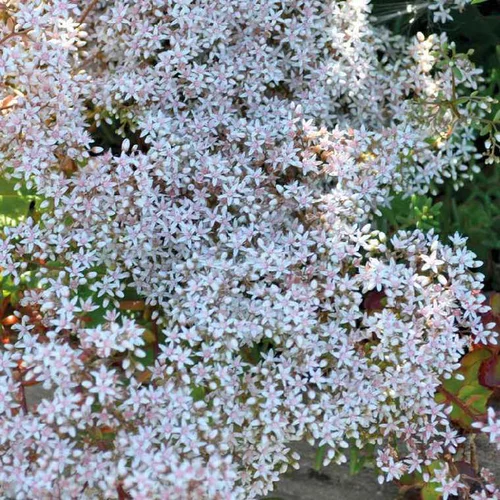 Extérieur durable：Sedum Album Coral blanc - Le pot de 9 x 9 cm